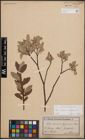 Foto von Salix cinerea L. x Salix lapponum L.